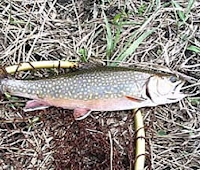 Brook Trout