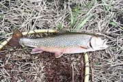 Brook Trout