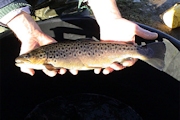 Brown Trout