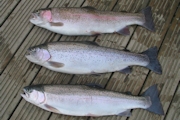 Ae Fishery Rainbow Trout Farm