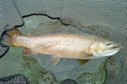 Ae Fishery Tiger Trout Farm