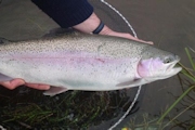 Ae Fishery Trout Farm Alderneuk