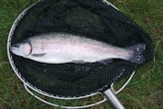 Rainbow Trout