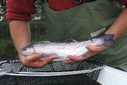 Rainbow Trout