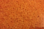 Trout Eggs