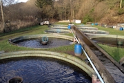 Trout Farm