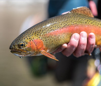 Golden Trout