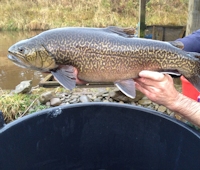 Tiger Trout